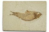 Detailed Fossil Fish (Knightia) - Wyoming #333756-1